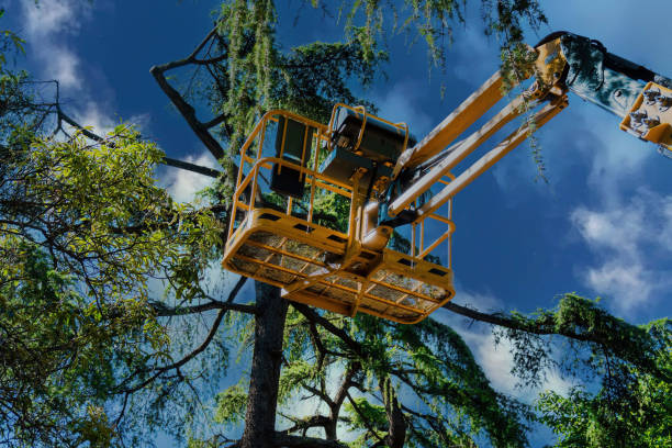 Professional Tree Services in Metropolis, IL