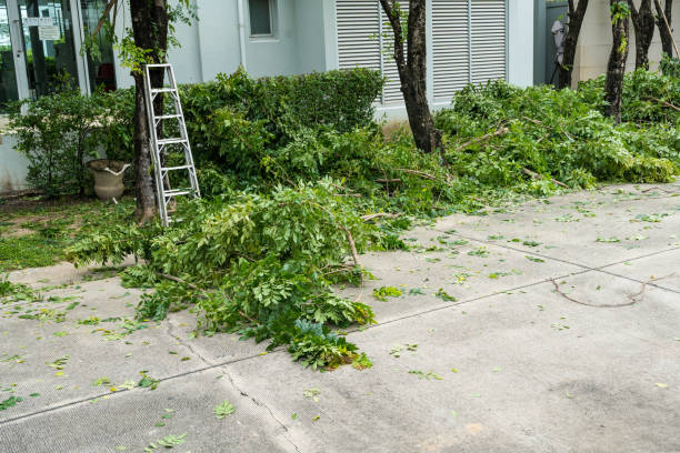 How Our Tree Care Process Works  in  Metropolis, IL