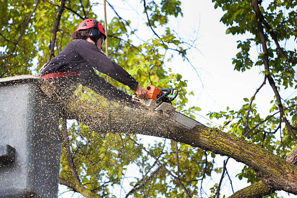 Soil Testing and Treatment in Metropolis, IL